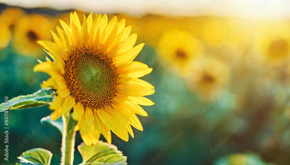 sunflower symbolizing growth and vitality on blurred sunny backdrop. Horizontal agriculture banner sunflower symbolizing growth and vitality on blurred sunny backdrop. Horizontal agriculture banner