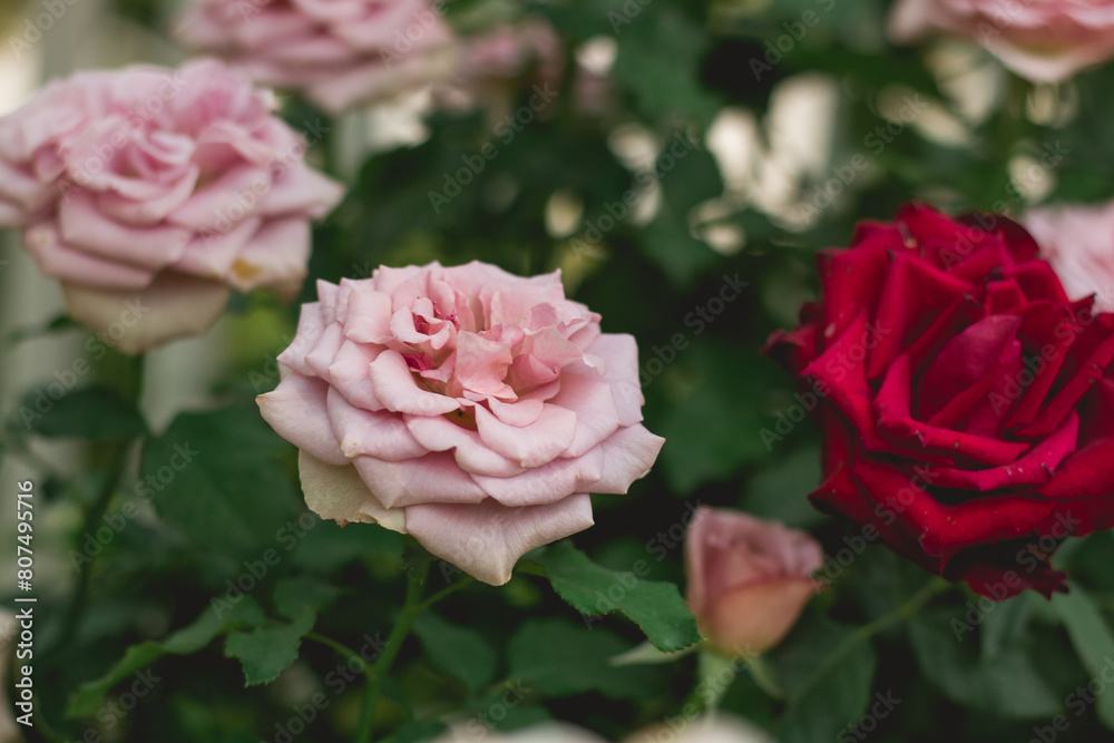 pink roses in garden