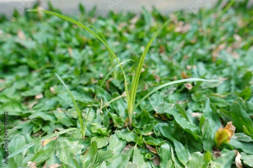 Teki or Cyperus rotundus among the grass. One of the agricultural weeds that is often found in open fields. photo