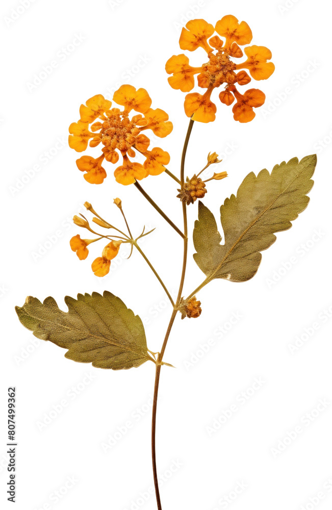 PNG Real Pressed a lantana flower leaf plant. PNG Real Pressed a lantana flower leaf plant.