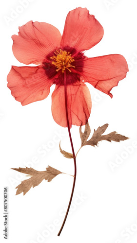 PNG  Real Pressed a red flower leaf hibiscus petal. © Rawpixel.com