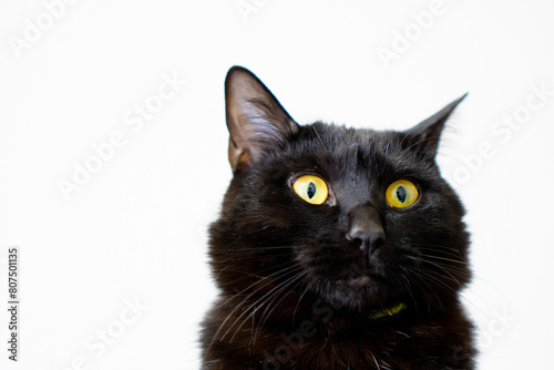 黒猫のアップ