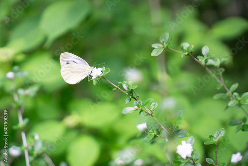 花と紋白蝶