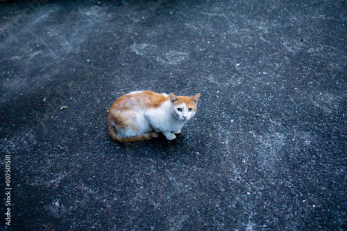カメラ目線の野良猫