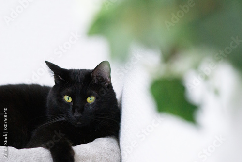 黒猫と観葉植物