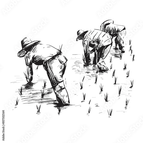 Drawing of Thai Farmers are planting rice in the farm