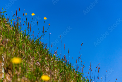 青空と土手の雑草と風に揺れる黄色い花 20240503-2 photo