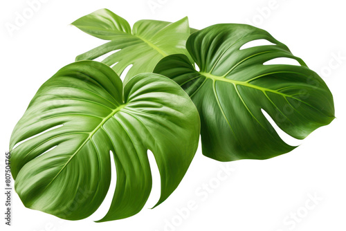 PNG Plant leaf anthosoma.