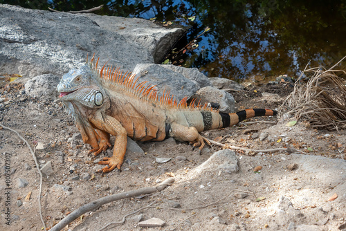 Iguana, Puerto Vallarta, Jalisco, Mexico © sarah