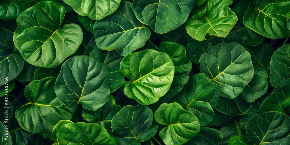 Tropical Fiddle Leaf Fig green leaves background, horizontal Top down view. close - up shot Tropical Fiddle Leaf Fig green leaves background, horizontal Top down view. close - up shot