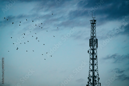 gray crows fly around the communication tower photo