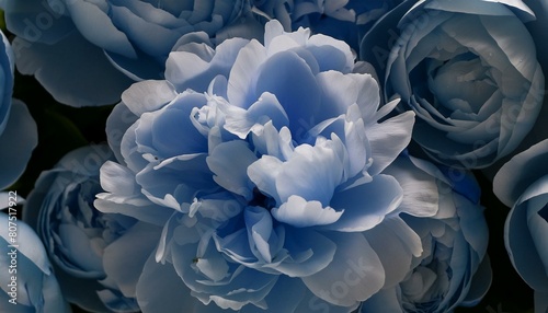 Gentle Elegance: Stunning Blue Peony Background in 4K UHD Timelapse"