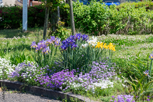 色とりどりのアイリス
