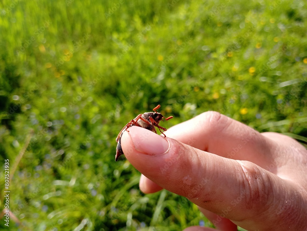 Melolonthinae on the hand of a person on a background of green grass. A person who comes into contact with insects.