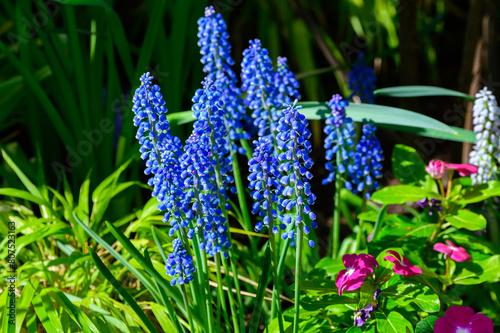 Fototapeta Naklejka Na Ścianę i Meble -  Grape Hyacinths bloom at a Botanical Gardens Exhibit in Grand Rapids, Michigan.