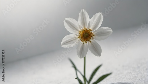  A single  delicate flower blooms in pristine solitude against a backdrop of pure white ai_generated