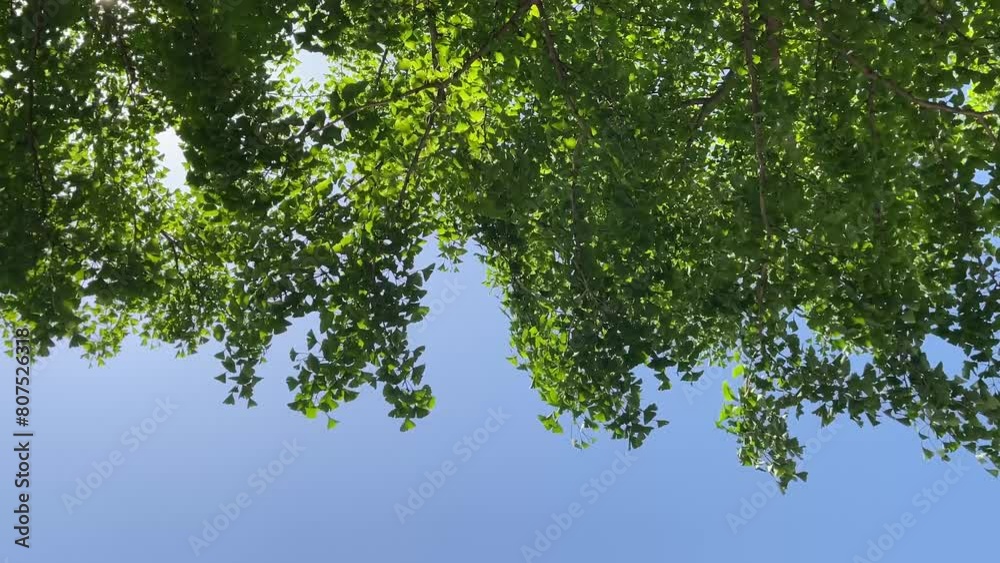 青空と、風に揺れる樹木の葉の爽やかな背景動画。