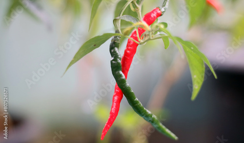 Curly chilies or Capsicum annuum grow on trees.