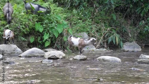 A stunning and dramatic shot of a group of wild goats navigating a river by walking on large stones, showcasing their agility and surefootedness. photo