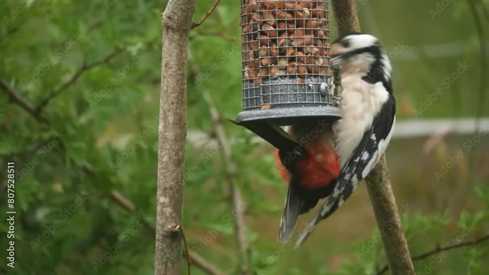 A delightful and entertaining shot of a woodpecker enjoying a snack on a bird feeder, pecking away at peanuts with its distinctive beak.