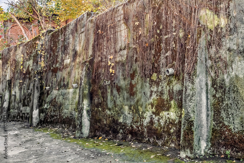 An ancient fortress wall overgrown with wild grape vines on Tsytadelna street in Lviv on an autumn day, Ukraine. An antique concrete wall overgrown with moss with drainpipes sticking out of it