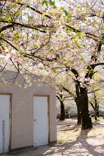 Tenjin Central Park spring cherry blossoms in Fukuoka, Japan © Sanga