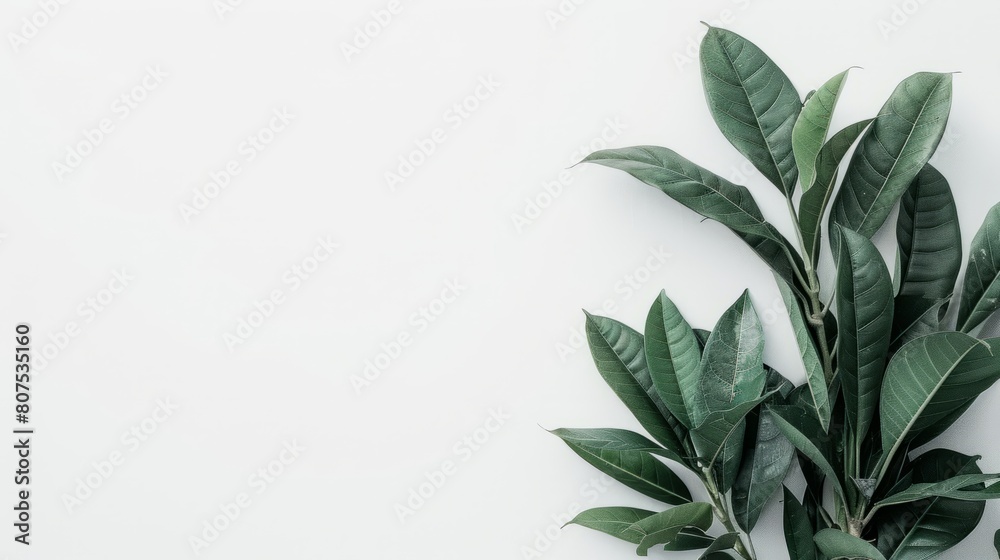 White wallpaper background White wallpaper background