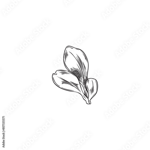 Botanical vector illustration  hand-drawn  black and white leaves of goji berries.