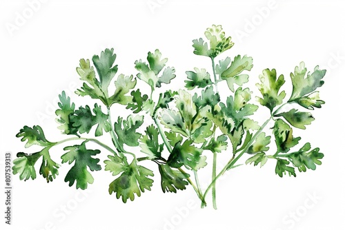 Watercolor Illustration of Fresh parsley Leaves photo