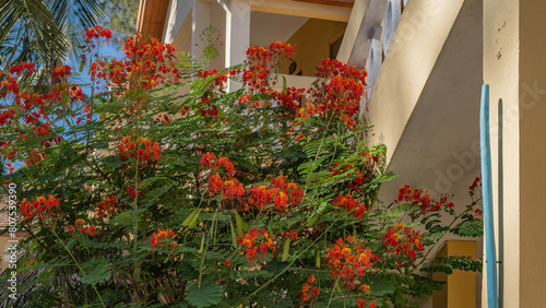 A bright flowering tropical plant Caesalpinia pulcherrima grows next to the building. Green carved leaves, fruit pods and red-orange inflorescences. Madagascar.