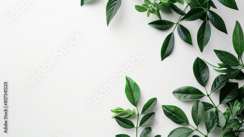 White wallpaper background