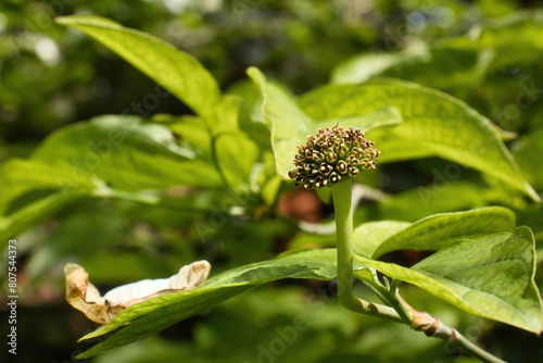 Green plant growing on a spring day in the Hermannshof Gardens in Weinheim, Germany. photo