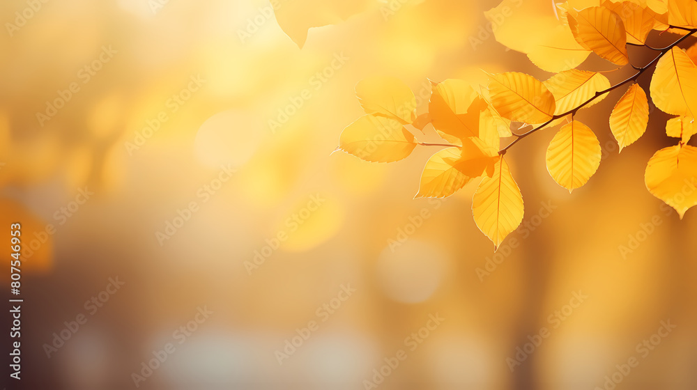 Fototapeta premium Autumn background, leaves and blurred sunlight