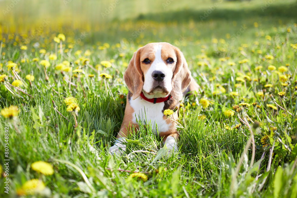 A beagle dog lies on the green grass in a summer meadow with dandelions.