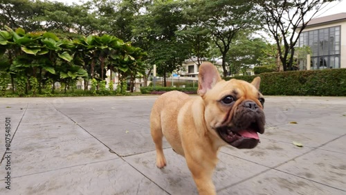 Playful French Bulldog puppy races through empty square, joyfully panting and tongue out, dynamic shot in slow motion. Its lively and active demeanor typical for this small breed.