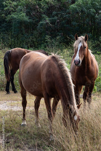 horse and foal © loulou372011