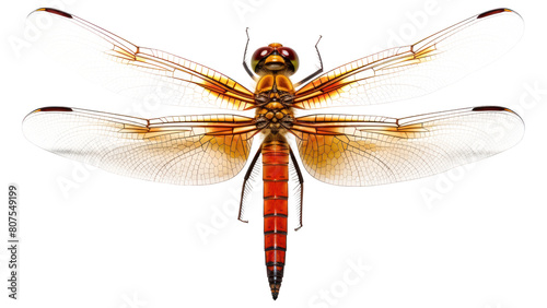 PNG Dragonfly insect animal invertebrate.