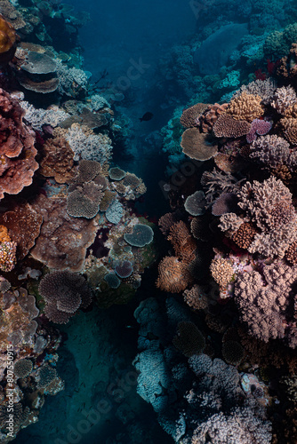 Fototapeta Naklejka Na Ścianę i Meble -  coral reef in the sea in the canyon