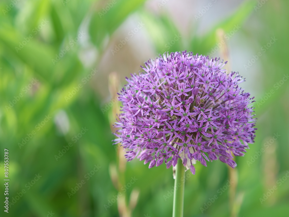 Fototapeta premium Tokyo, Japan - May 5, 2024: Closeup of purple allium flowers