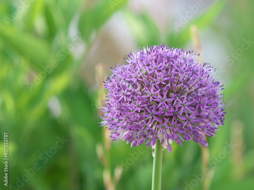 Tokyo, Japan - May 5, 2024:  Closeup of purple allium flowers