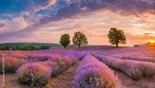 Wonderful nature landscape, amazing sunset scenery with blooming lavender flowers. Moody sky, pastel colors on bright landscape view. Floral panoramic meadow nature in lines with trees and horizon