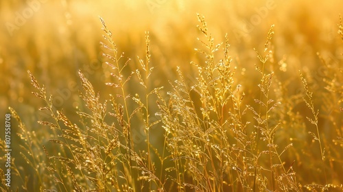 Golden Highlights of Little Bluestem Grass in Sunlit Field: A Texture-Rich Summer Nature Shot