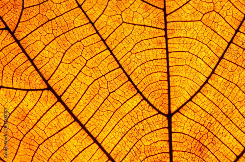 close up dry brown leaf texture ( teak leaf )