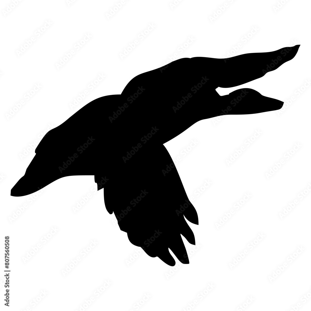 Obraz premium black silhouette of a swan or duck