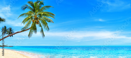 Tropical island paradise sea beach, ocean water, green coconut palm tree leaves, sand, sun blue sky cloud, beautiful nature panorama landscape, Caribbean, Maldives, Thailand, summer holidays, vacation