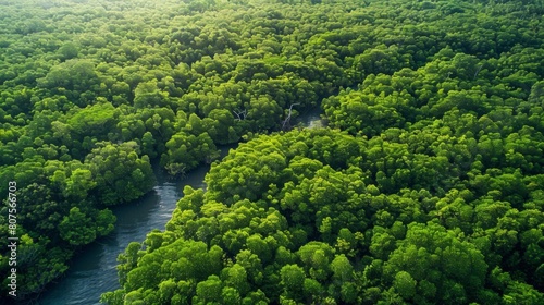 Carbon Storage, Aerial view of a large mangrove forest that highlights how these ecosystems act as significant carbon sinks.