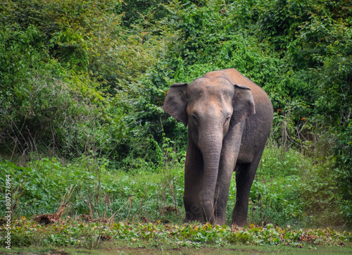 elephant in the wild