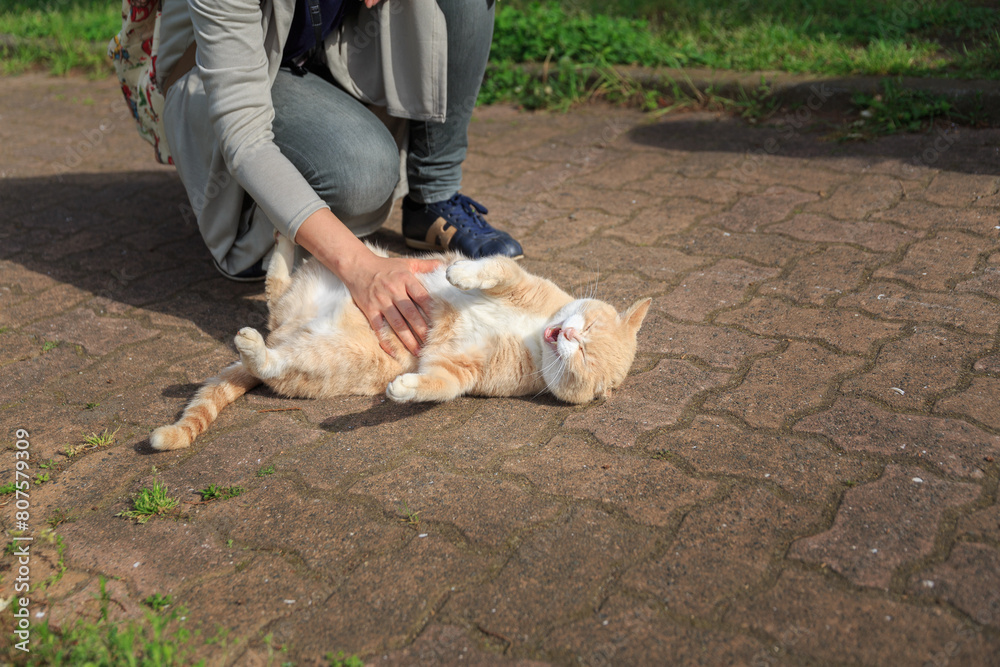 仰向けになって嬉しそうに撫でられる猫 仰向けになって嬉しそうに撫でられる猫