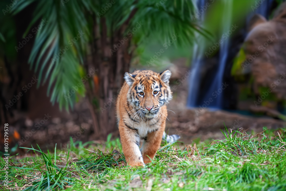 Fototapeta premium Tiger cub in the wild. Baby animal in green grass on waterfall background