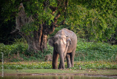Wild Elephant Drinking water